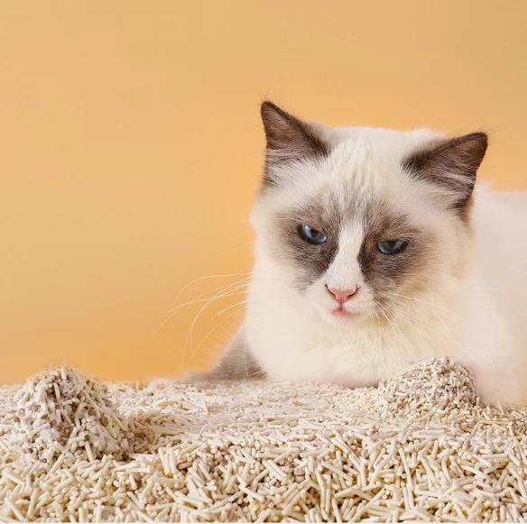 ecbae7067c3bd1b7b9fa25ea7ccc0eee